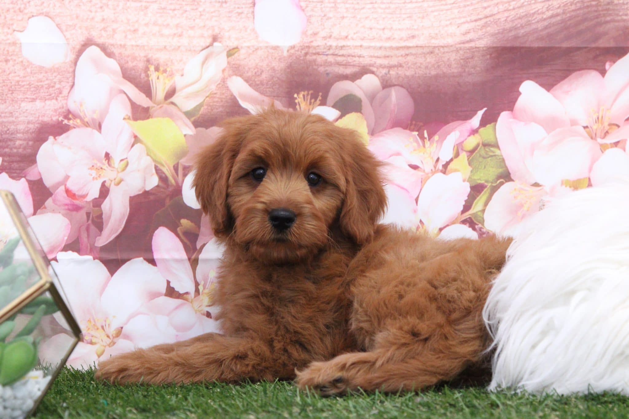 Ana - Perfect Female F1B Mini Goldendoodle Puppy - Image 5