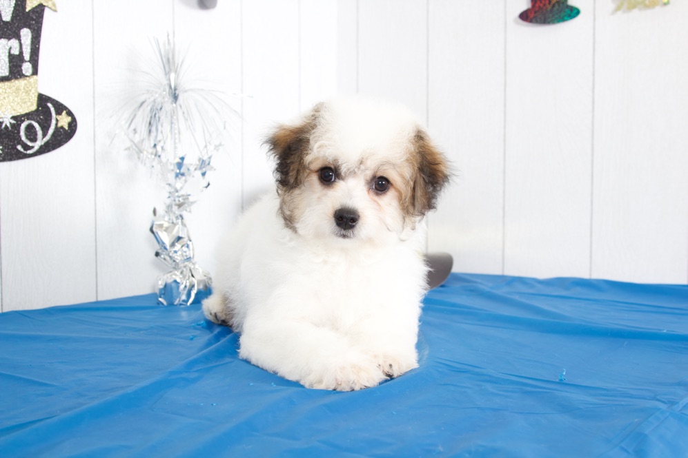Andy - Adorable Havachon - Image 3