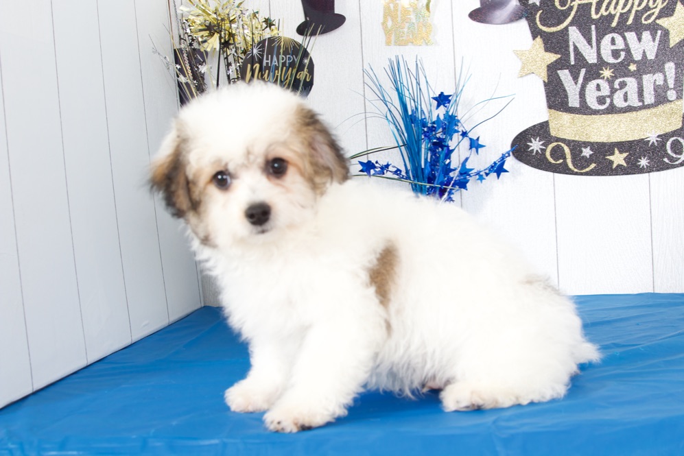 Andy - Adorable Havachon - Image 4