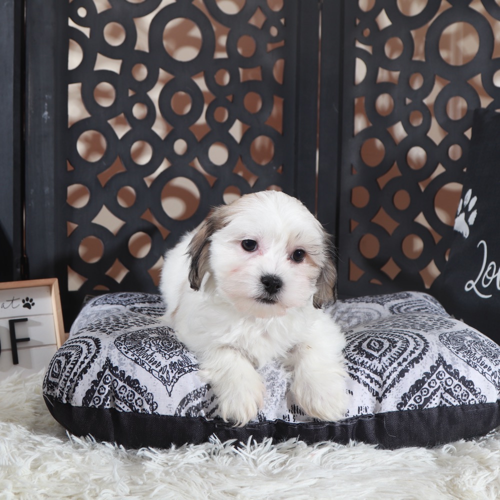 Andy-Delightful Teddy Bear Puppy