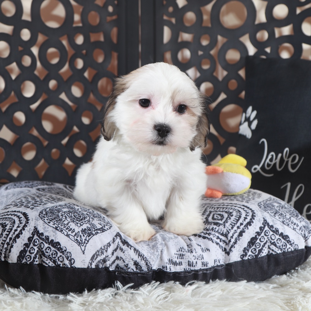 Andy-Delightful Teddy Bear Puppy - Image 2