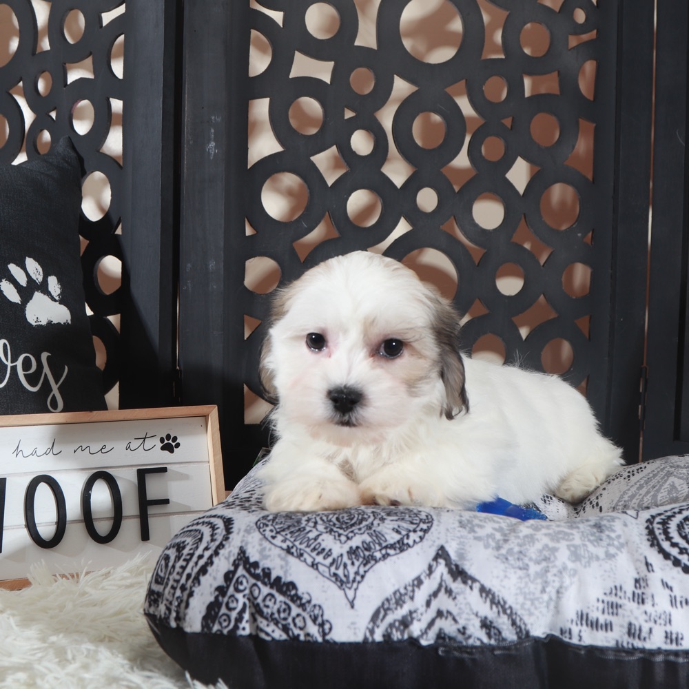 Andy-Delightful Teddy Bear Puppy - Image 3