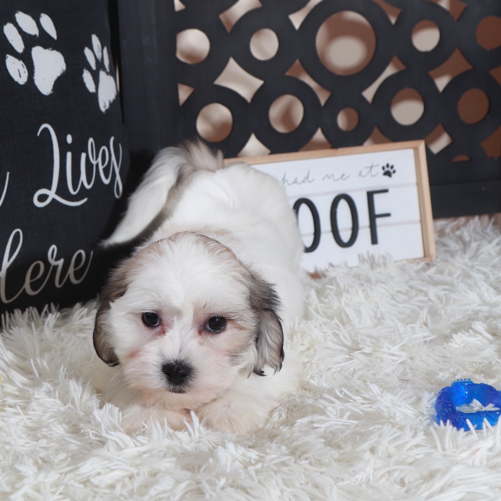 Andy-Delightful Teddy Bear Puppy - Image 4