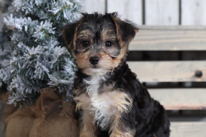 Andy - Fun Yorkie Poo