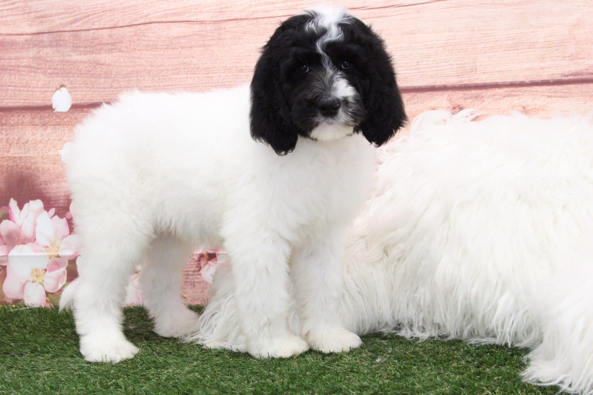 Andy - Smart Male Sheepadoodle Puppy
