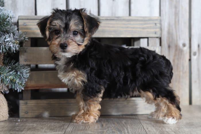 Andy - Fun Yorkie Poo - Image 2