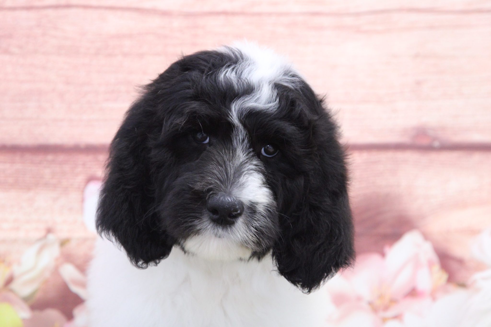 Andy - Smart Male Sheepadoodle Puppy - Image 3