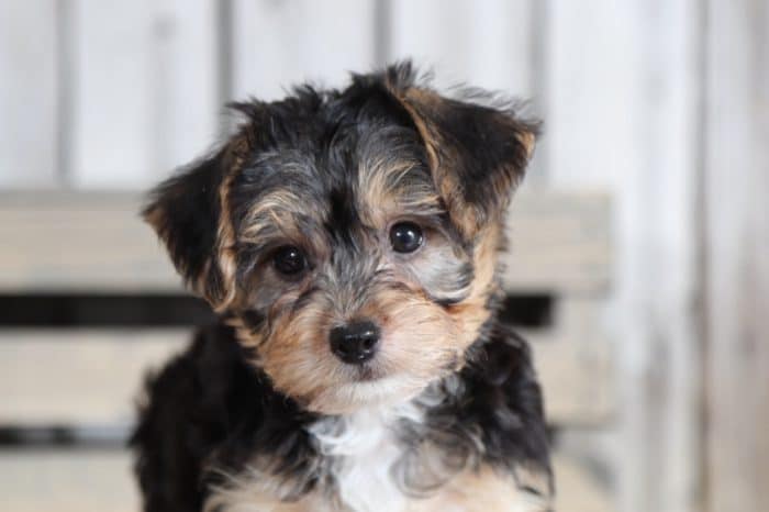 Andy - Fun Yorkie Poo - Image 3