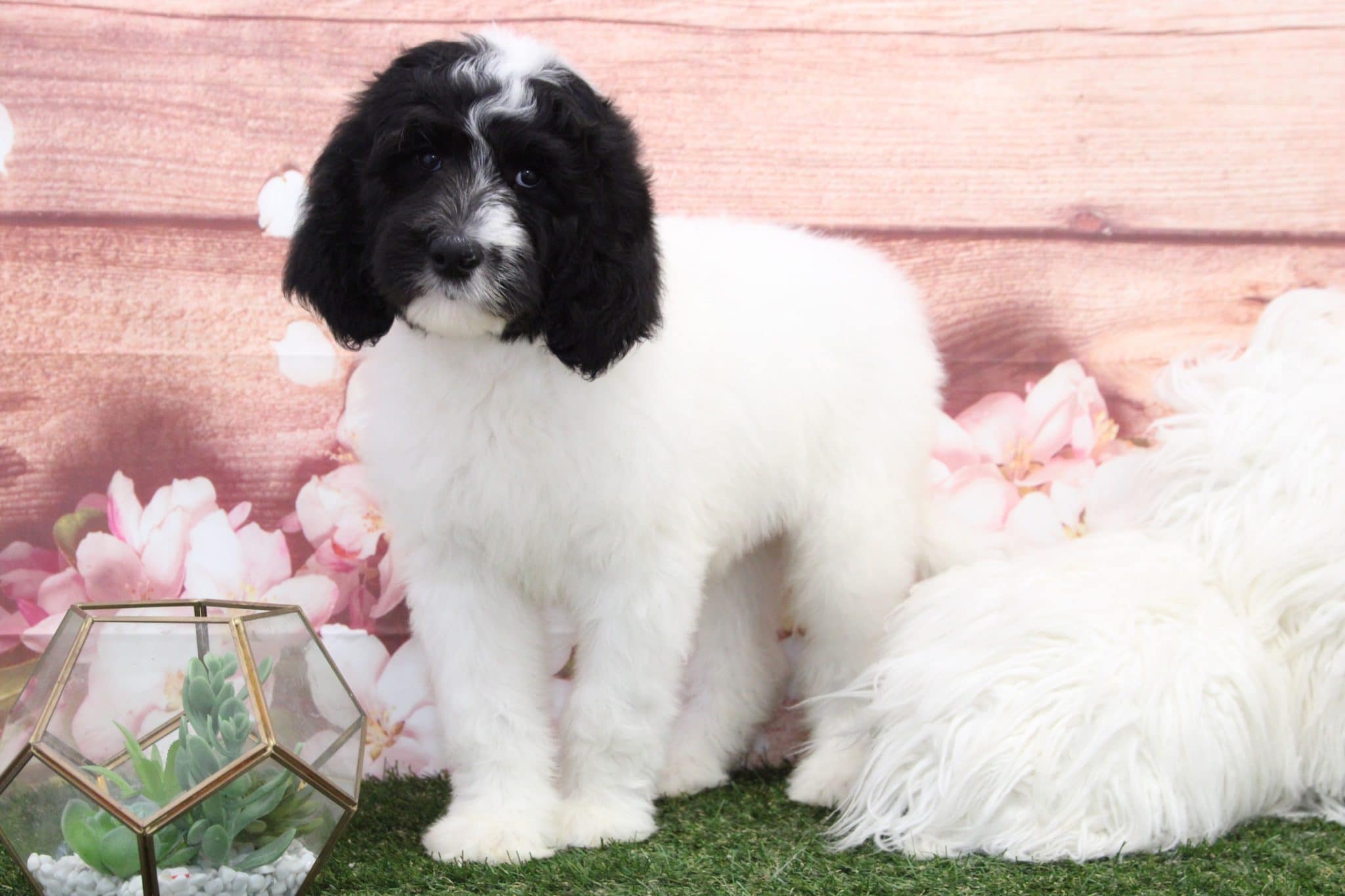 Andy - Smart Male Sheepadoodle Puppy - Image 4
