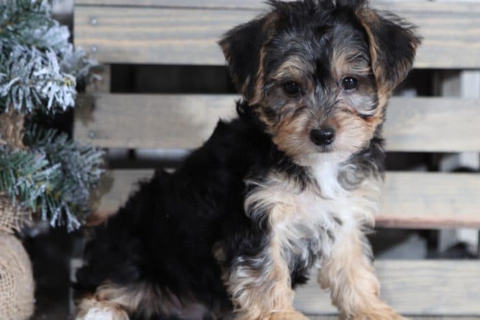 Andy - Fun Yorkie Poo - Image 4