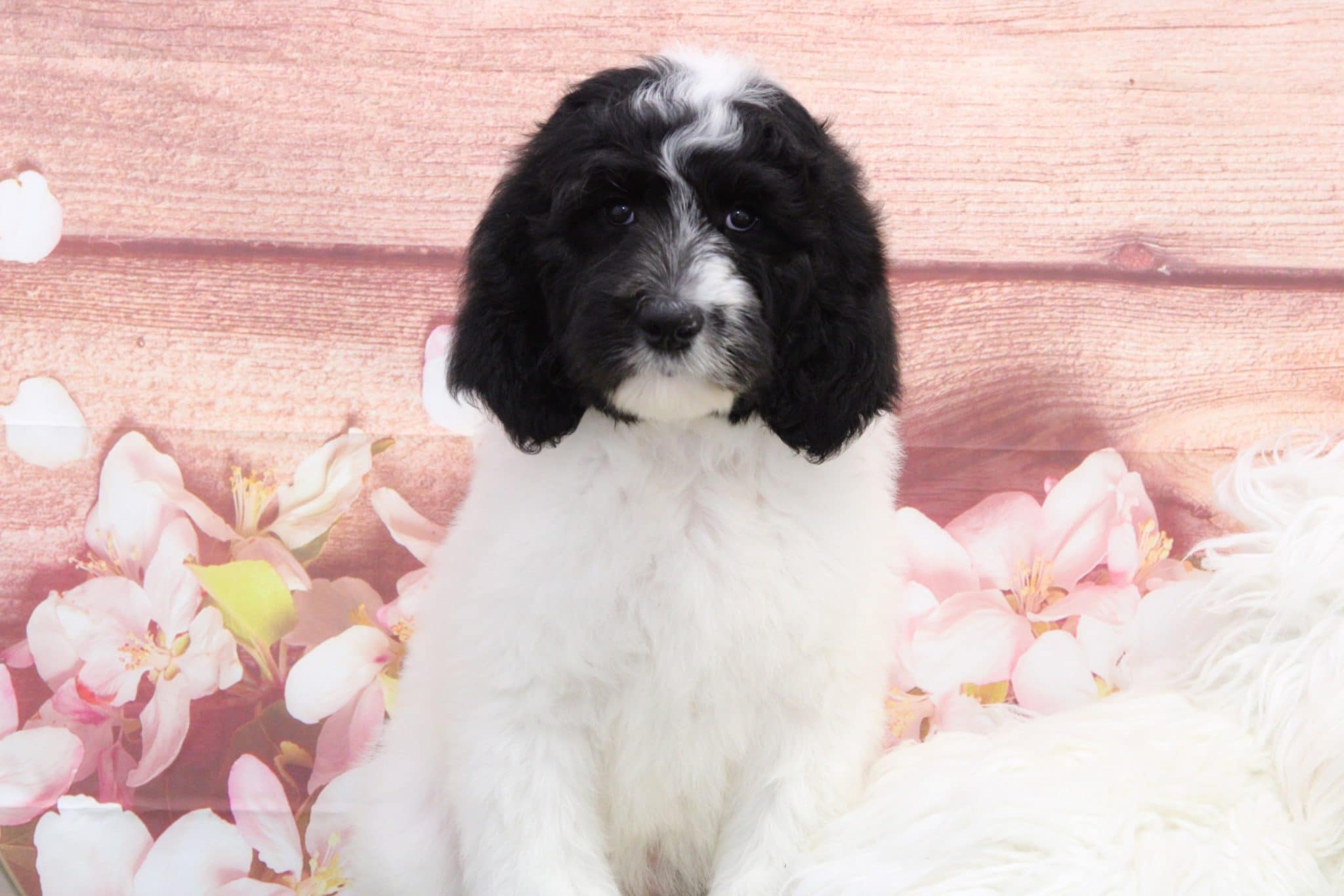 Andy - Smart Male Sheepadoodle Puppy - Image 5