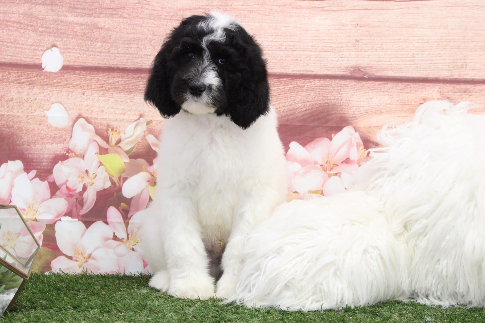 Andy - Smart Male Sheepadoodle Puppy - Image 6