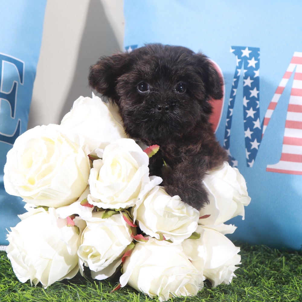 Angel-Precious Little Yorkie-Poo Puppy - Image 8