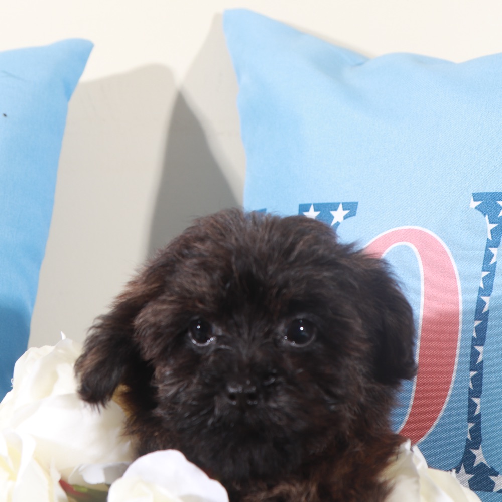 Angel-Precious Little Yorkie-Poo Puppy - Image 5