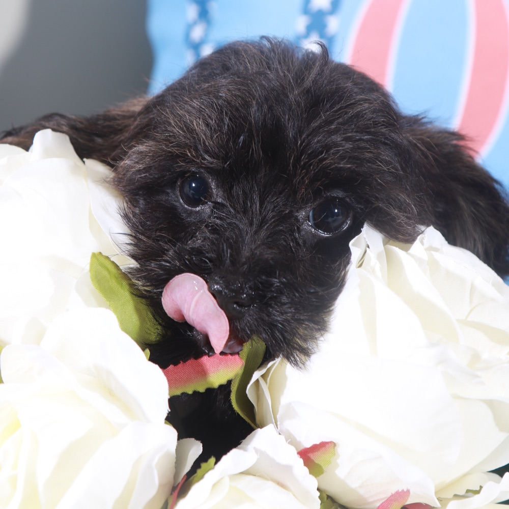 Angel-Precious Little Yorkie-Poo Puppy - Image 6