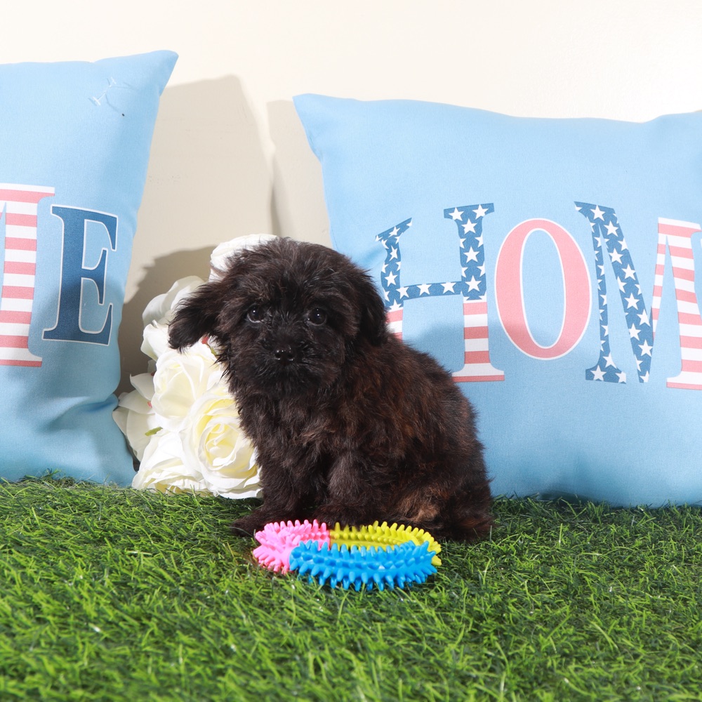 Angel-Precious Little Yorkie-Poo Puppy - Image 7
