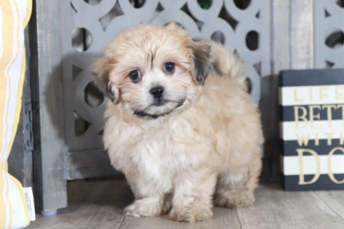 Angel - Stunning Female Toy AKC Yorkie Puppy