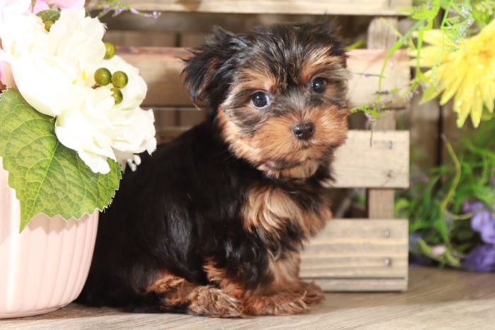 Angel - Stunning Female Toy AKC Yorkie Puppy - Image 2