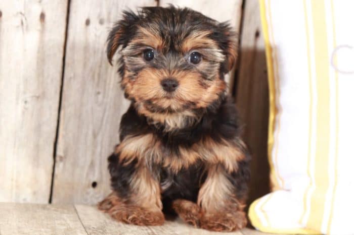 Angel - Stunning Female Toy AKC Yorkie Puppy - Image 3