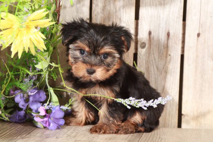Angel - Stunning Female Toy AKC Yorkie Puppy - Image 4