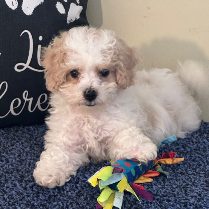 Annabelle- Sweet Female Cavachon Puppy