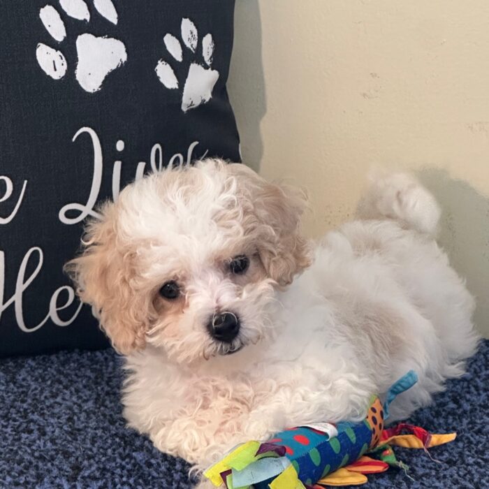 Annabelle- Sweet Female Cavachon Puppy - Image 2
