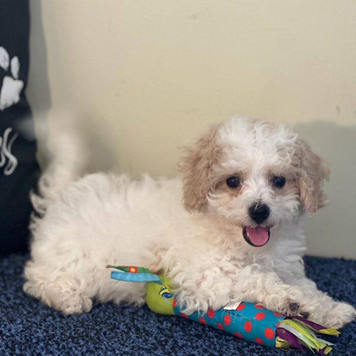 Annabelle- Sweet Female Cavachon Puppy - Image 3