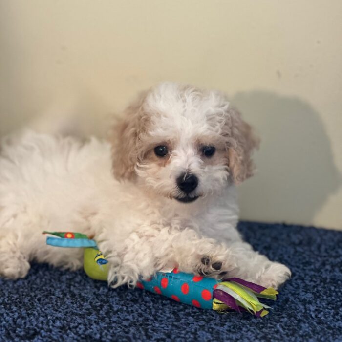 Annabelle- Sweet Female Cavachon Puppy - Image 4