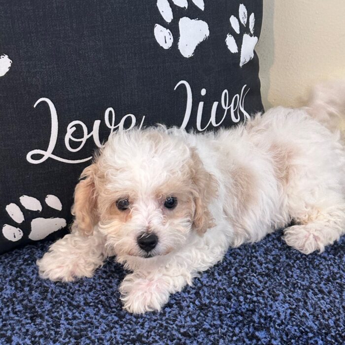Annabelle- Sweet Female Cavachon Puppy - Image 5