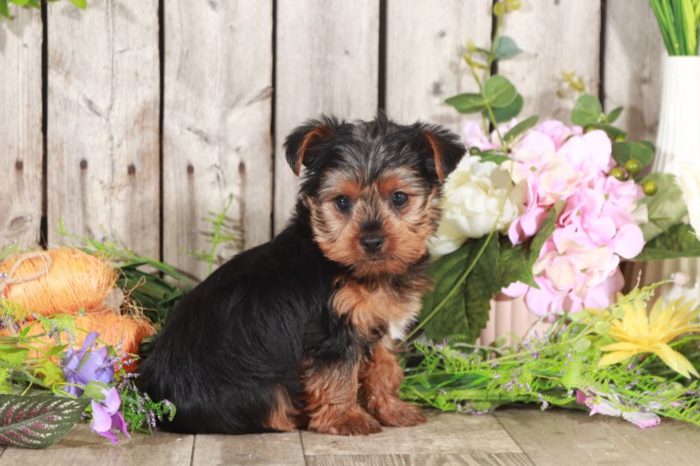 Apex - Rockin' Little TEACUP Yorkie Puppy - Image 2