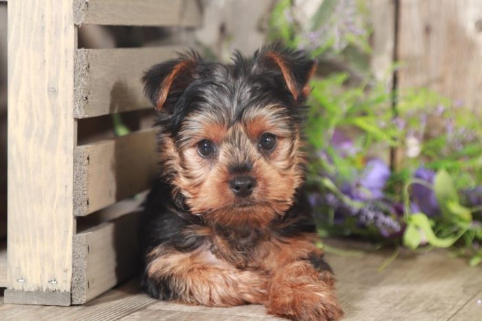 Apex - Rockin' Little TEACUP Yorkie Puppy