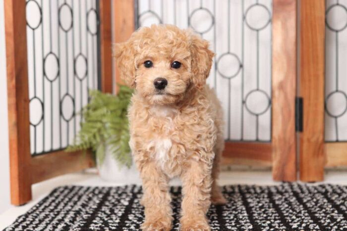 Apple- Precious Little Female F1B Mini Goldendoodle