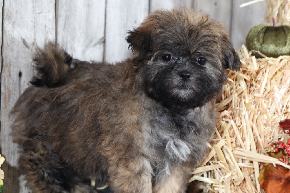 pretty teddy bear