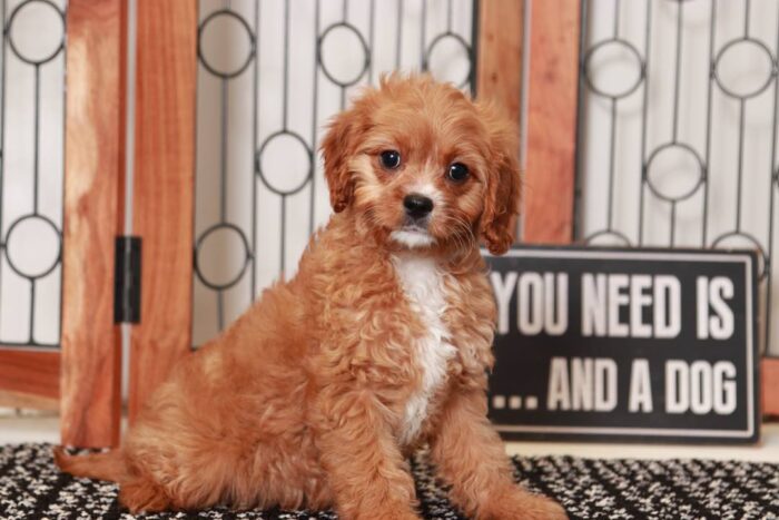 Apple- Loving Little Red Female Cavapoo Puppy