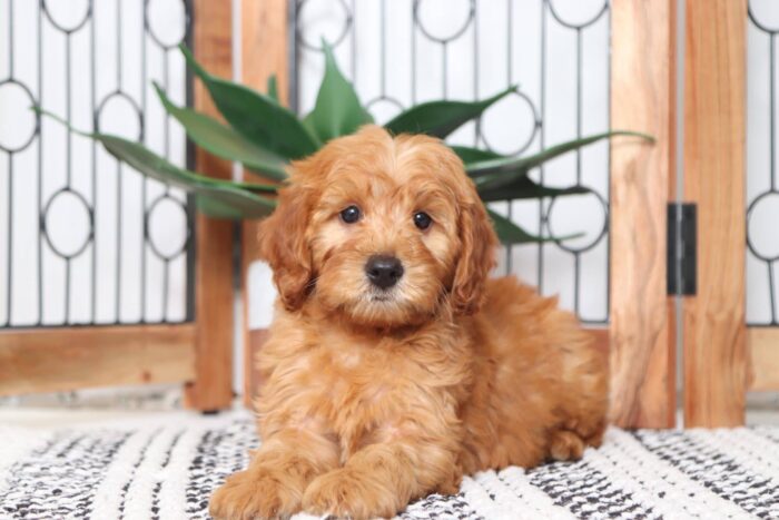 Apple- Astonishing AKC Red Female Moyen Poodle Puppy