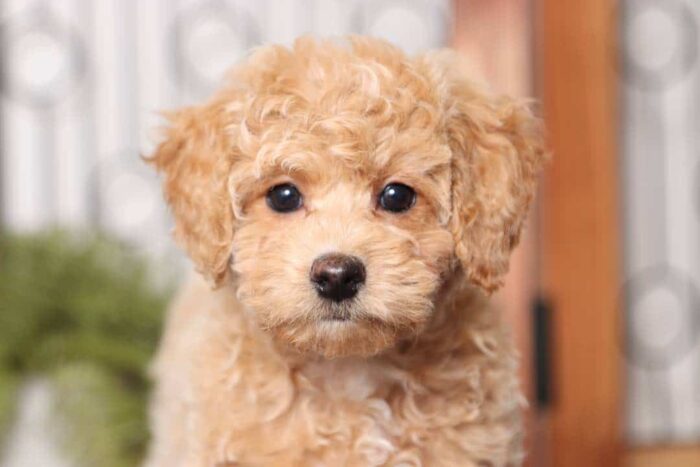 Apple- Precious Little Female F1B Mini Goldendoodle - Image 2