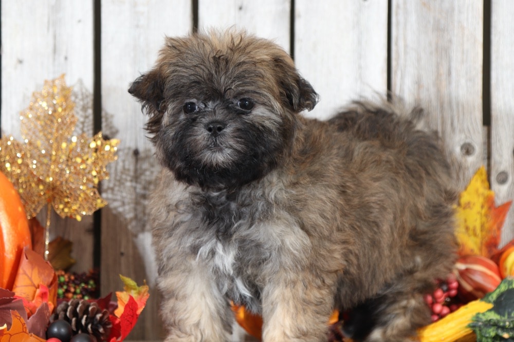 puppy
