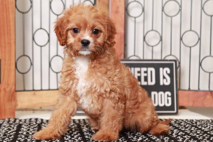 Apple- Loving Little Red Female Cavapoo Puppy - Image 2