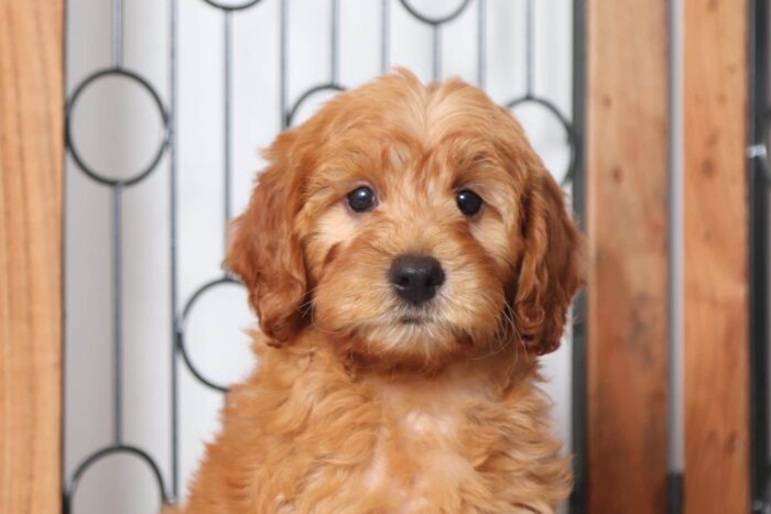 Apple- Astonishing AKC Red Female Moyen Poodle Puppy - Image 2
