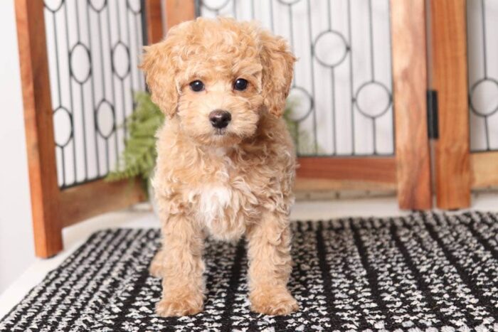Apple- Precious Little Female F1B Mini Goldendoodle - Image 3