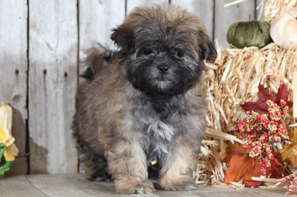 puppy