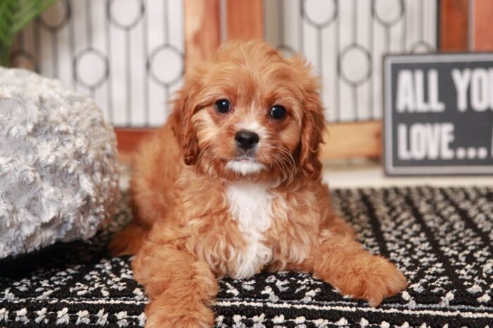 Apple- Loving Little Red Female Cavapoo Puppy - Image 3