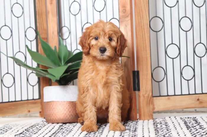 Apple- Astonishing AKC Red Female Moyen Poodle Puppy - Image 3
