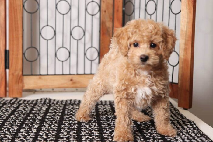 Apple- Precious Little Female F1B Mini Goldendoodle - Image 4