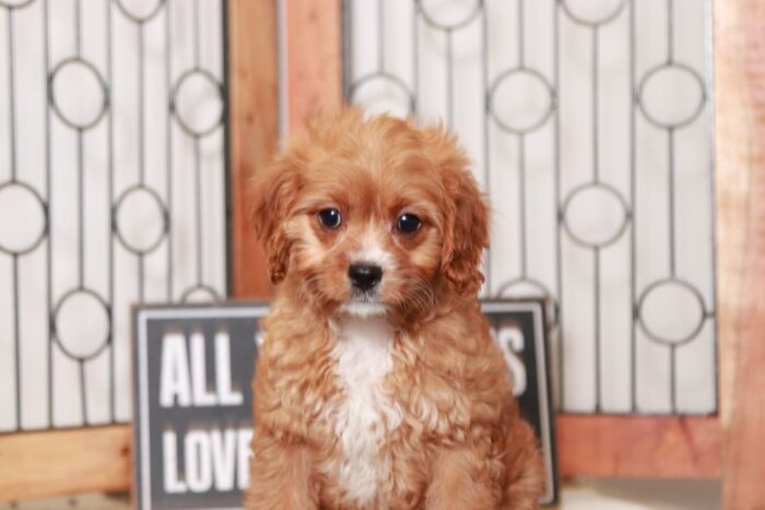 Apple- Loving Little Red Female Cavapoo Puppy - Image 4