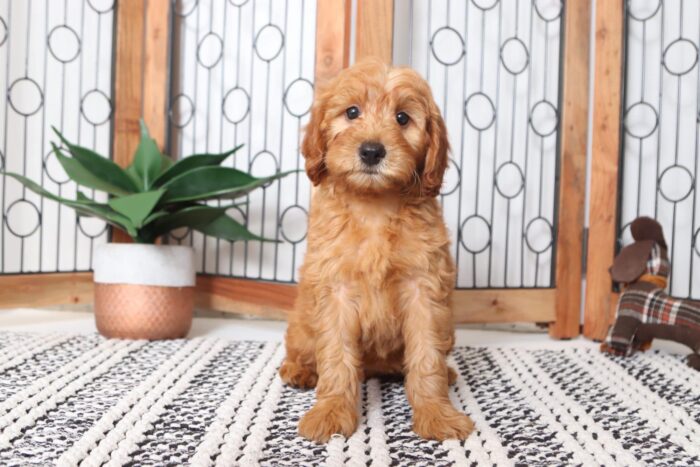Apple- Astonishing AKC Red Female Moyen Poodle Puppy - Image 4