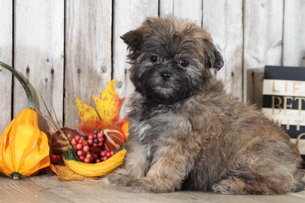 puppy