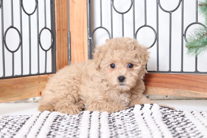 Apricot - Playful Female Mini F1B Goldendoodle Puppy