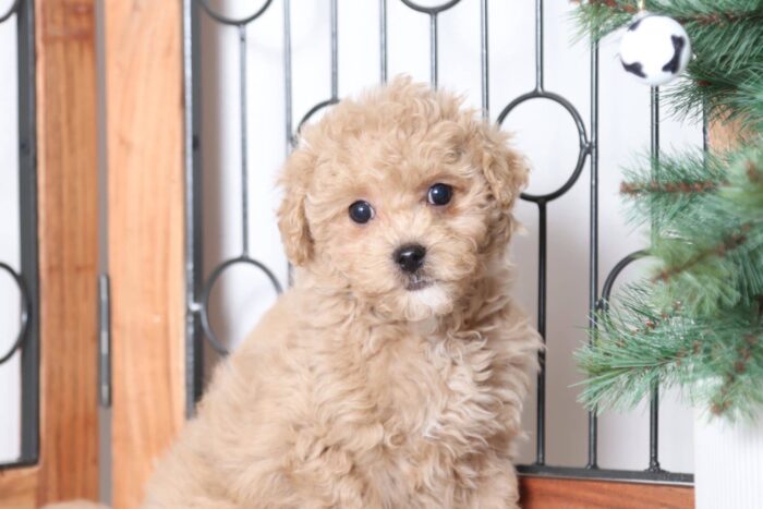 Apricot - Playful Female Mini F1B Goldendoodle Puppy - Image 2