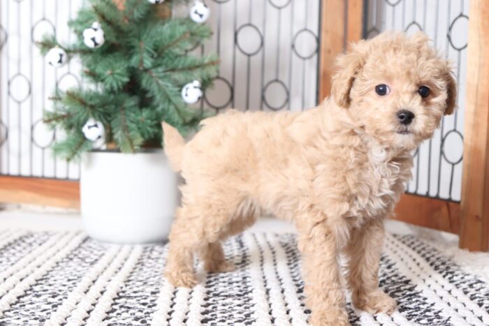 Apricot - Playful Female Mini F1B Goldendoodle Puppy - Image 3